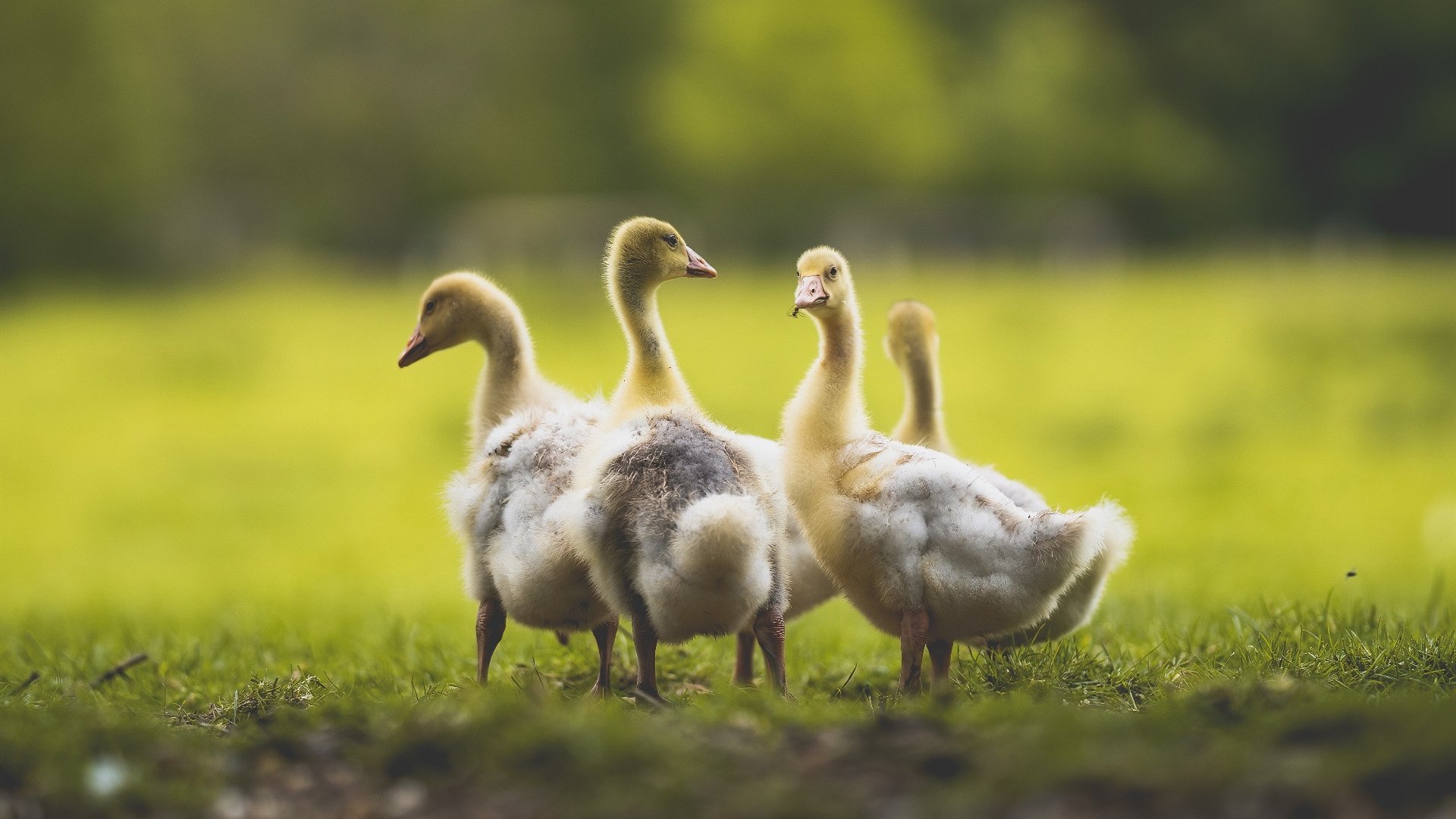 九游游戏中心官网-国足年度战术执行人之间配合默契度统计，国足战术风格